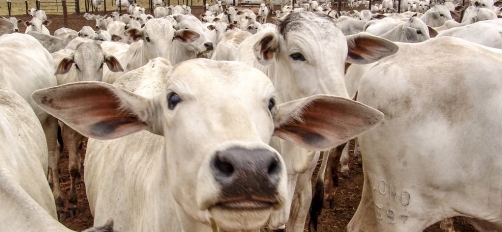 Estudo prevê pesagem de bovinos por meio de aplicativo de celular